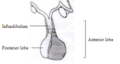 Human Endocrine System