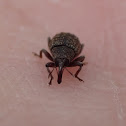 Tiniest weevil