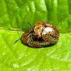 Tortoise Beetle (common metallic-striped gold form)