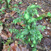 Eastern Hemlock