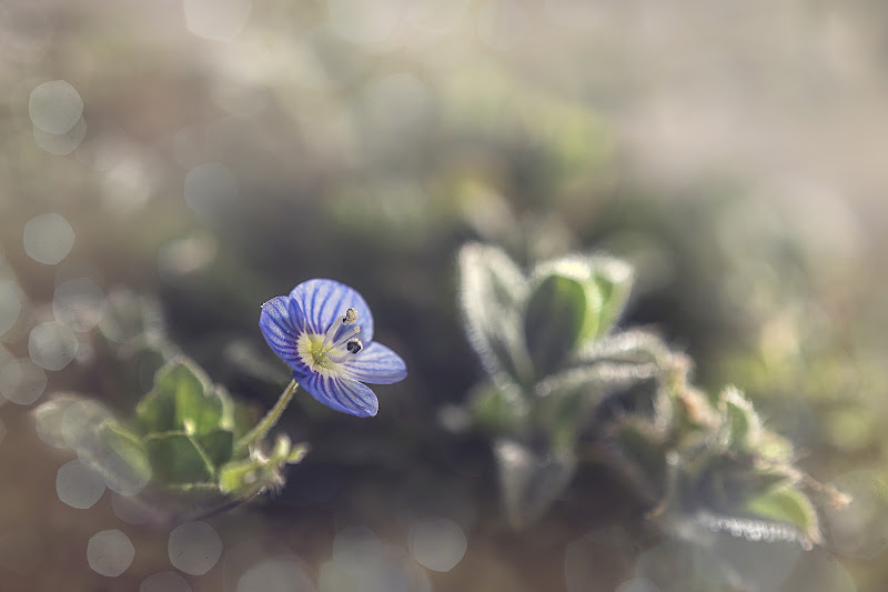 Bokeh di carcat