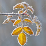frosted leaves by Dave Martin -  