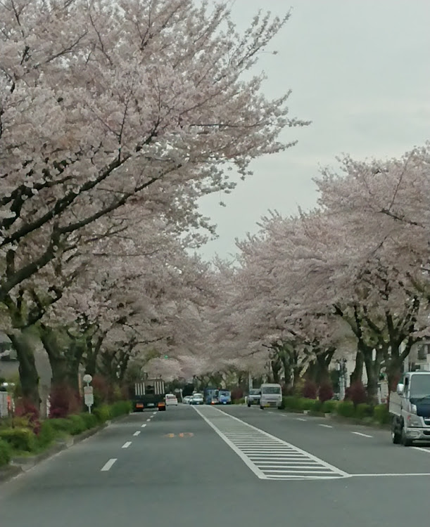 masaMINIttsuさんが投稿したさくら・桜・サクラに関するカスタム事例の投稿画像1枚目