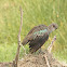 Hadada or hadeda ibis