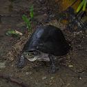 South-East Asian Box Turtle