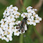 Fireweed Clearwing Moth