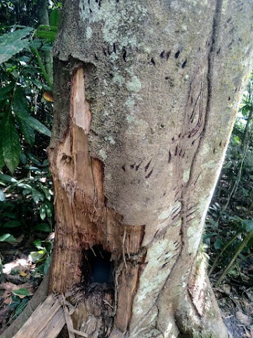 Gua Hari Malaysia Sun Bear claw marks