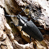 Longhorn beetle