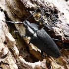 Longhorn beetle