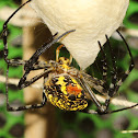 Oval St. Andrew's Cross Spider