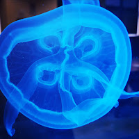 Blue jellyfish di 