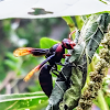 Red and Black Mason Wasp