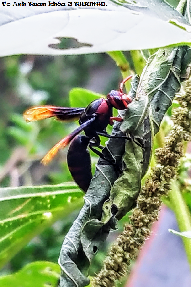 Red and Black Mason Wasp