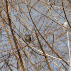 Swamp Sparrow