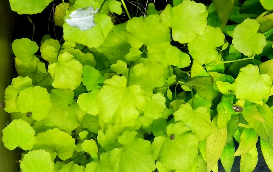 Кардамин лировидный (Cardamine lyrata)