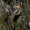 woodpecker