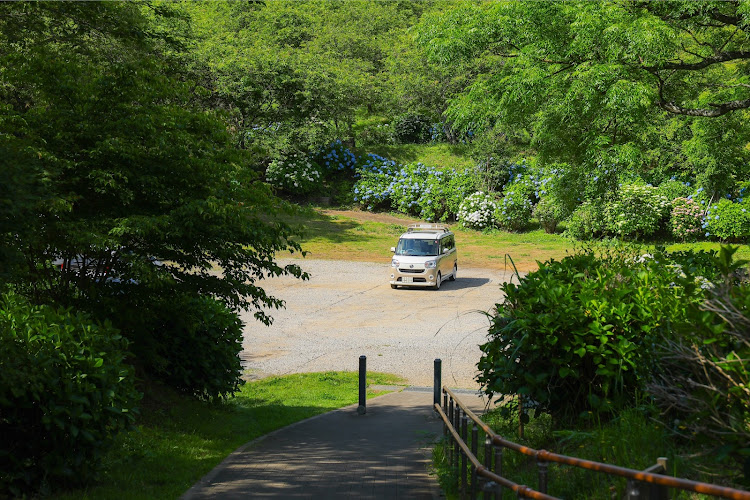 ムーヴキャンバスの梅雨の晴れ間・紫陽花と愛車・紫陽花・紫陽花コラボ・車と風景に関するカスタム事例の投稿画像6枚目