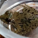 Chinese Bullfrog