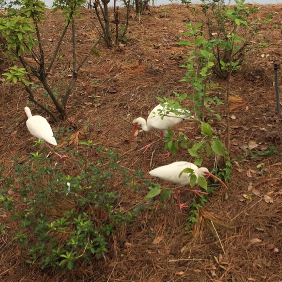 American White Ibis