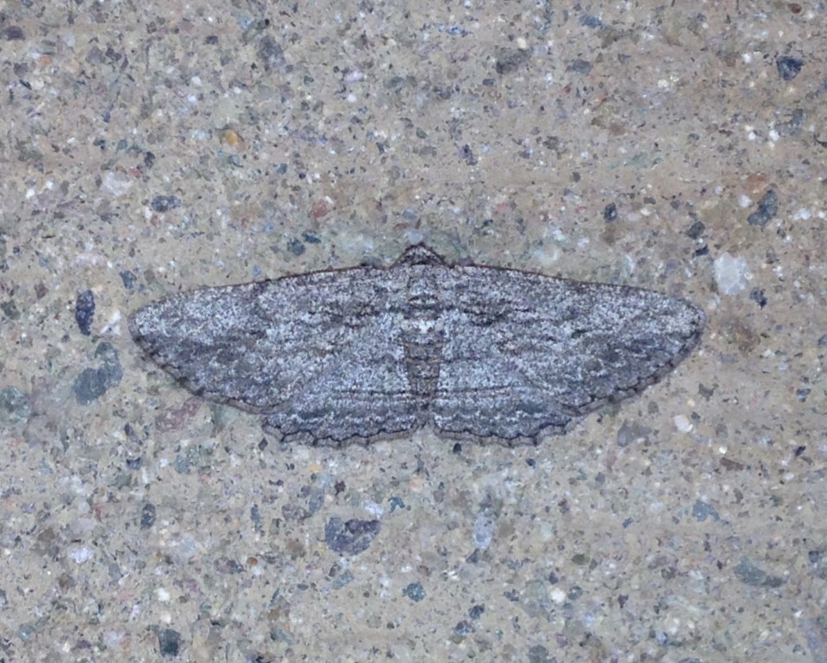 Gray Moth