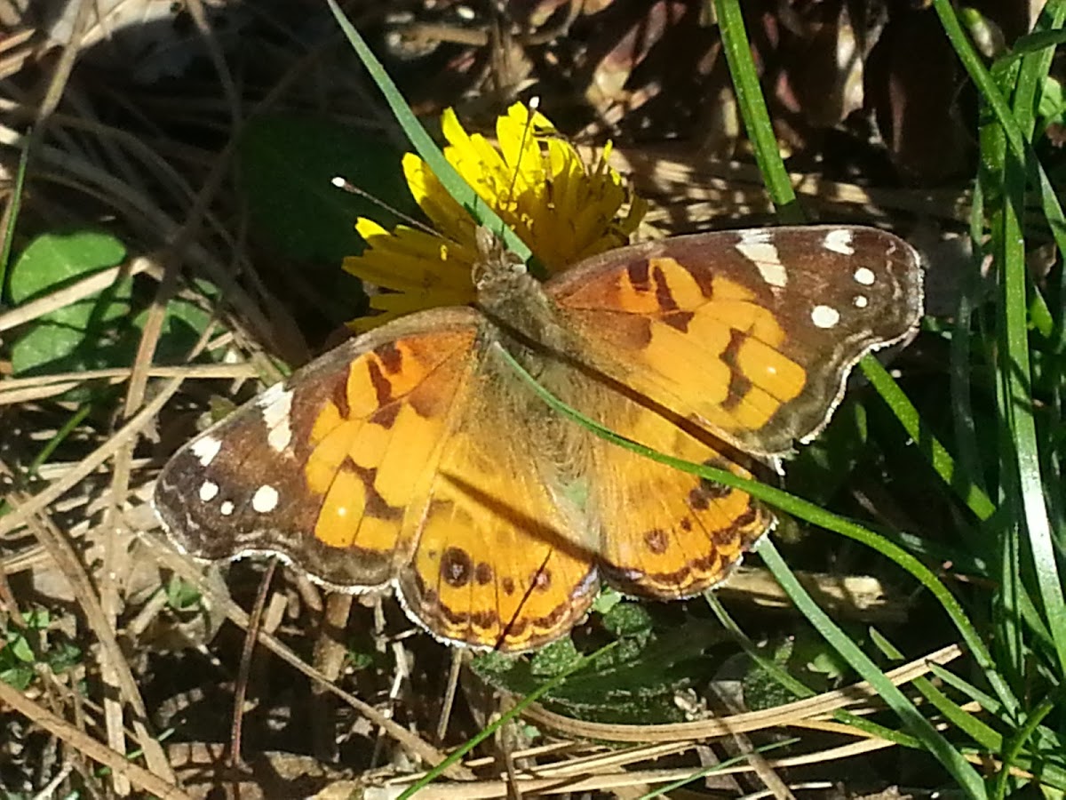 Painted Lady