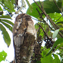 Common Potoo  (Nyctibius griseus)