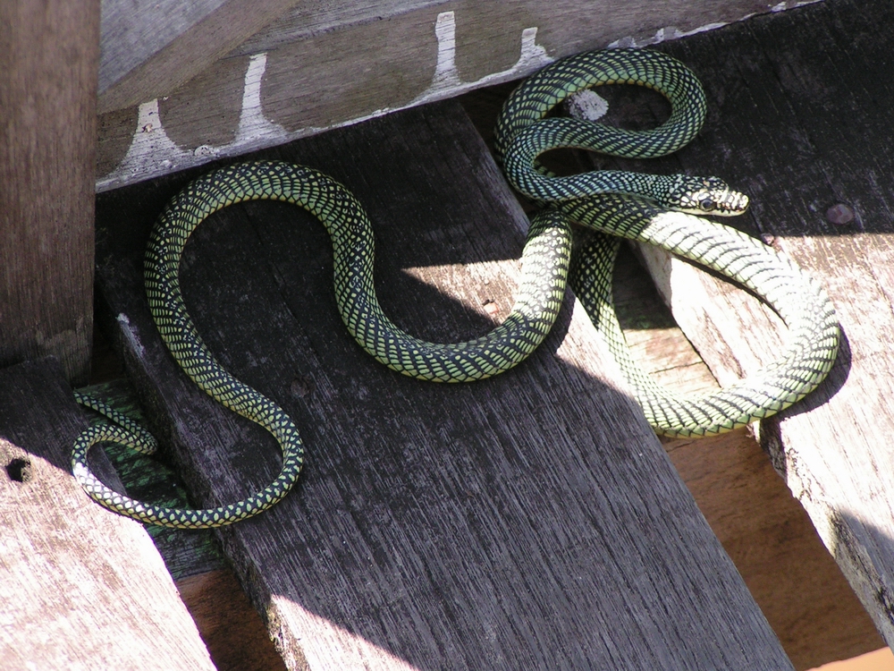 Paradise Tree snake