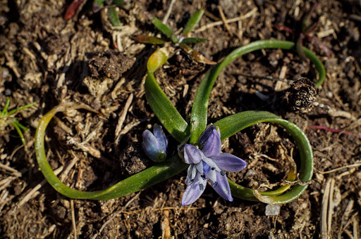 Scilla verna