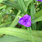 Spiderwort