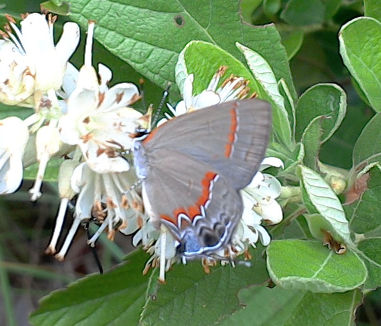 Calycopis Butterfly