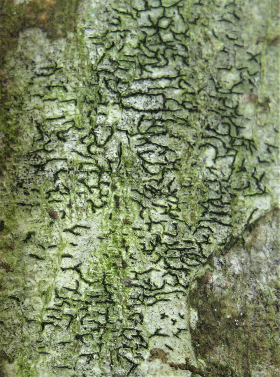 Script Lichen