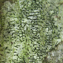 Script Lichen