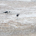 Pied Stilt