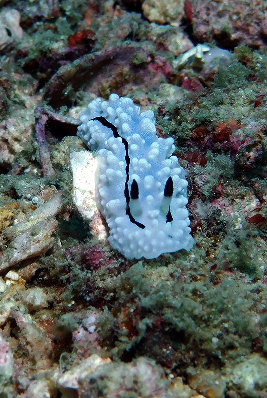 Phyllidiella rudmani