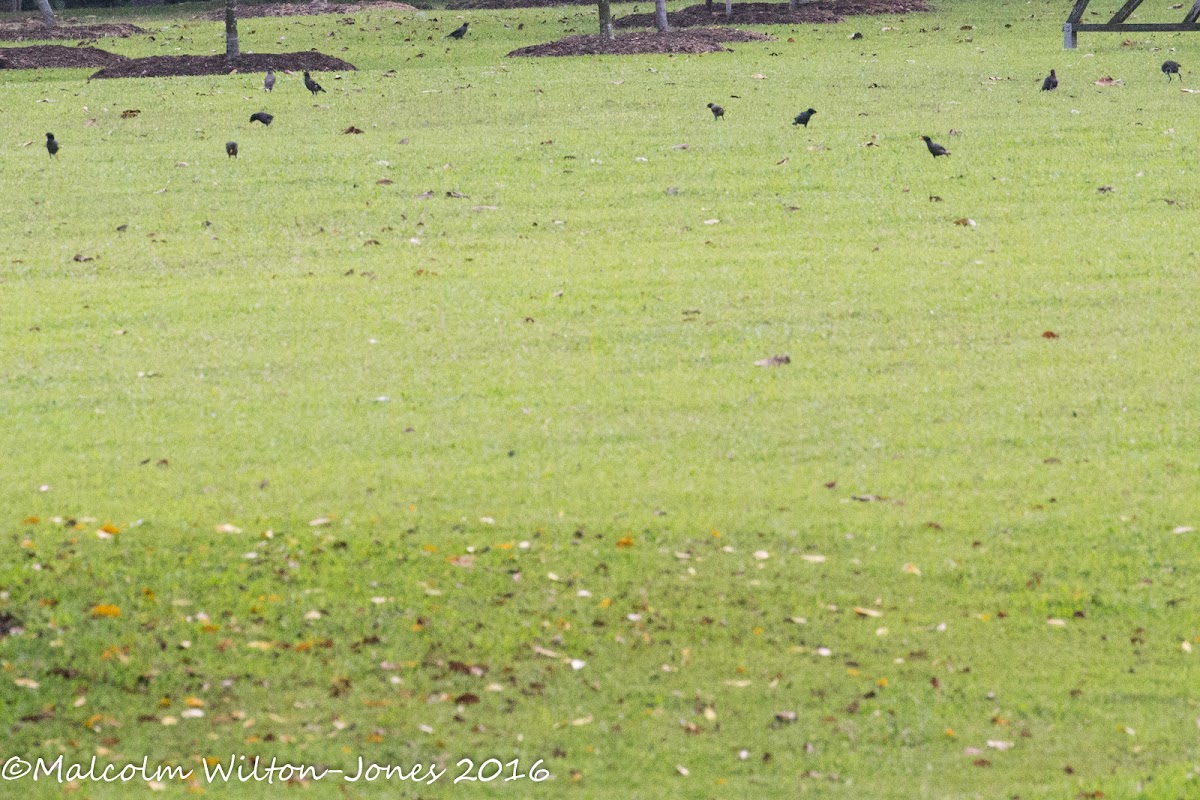 Javan Myna