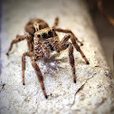 Jumping Spider