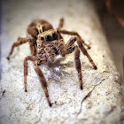 Jumping Spider