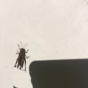 Field Cricket