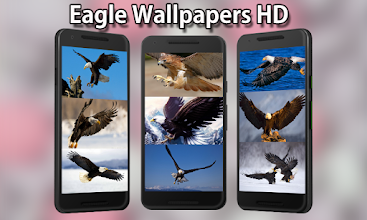 Mobile Phone Wallpaper Eagle