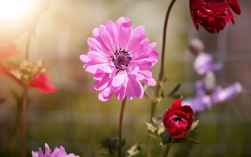 Radiant Anemone Blooms screenshot 1