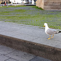 Yellow-legged Gull