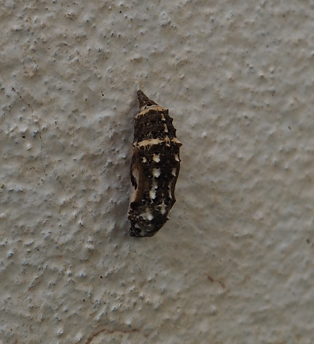 Pansy Butterfly Cocoon