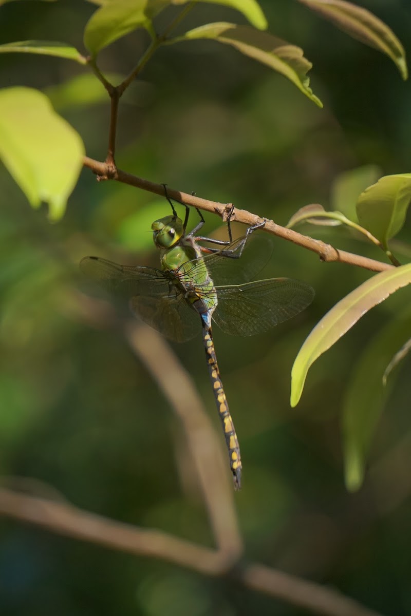 Lesser Green Emperor