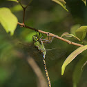 Lesser Green Emperor