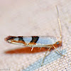 Cherry Shoot Borer Moth