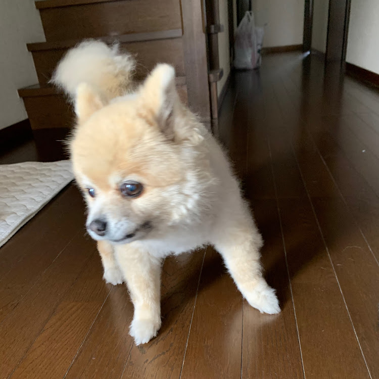 エリーゼの車ネタじゃなくてすいません！・大切な家族・チコちゃんが来た日・バナナ味・ポメラニアンに関するカスタム事例の投稿画像6枚目