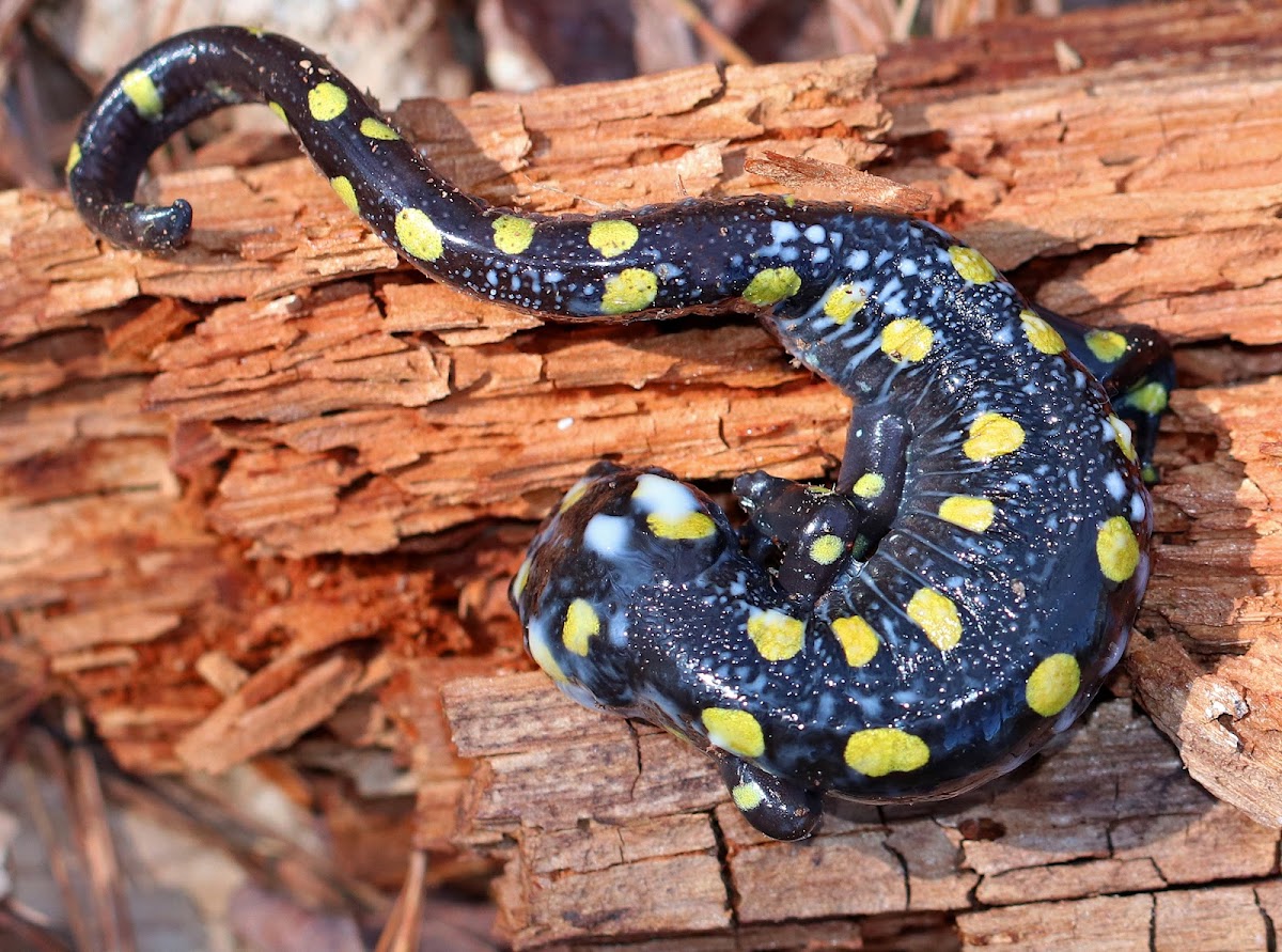 Spotted Salamander