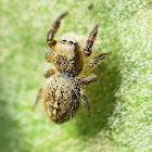 Jumping Spider