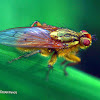 Golden Dung Fly