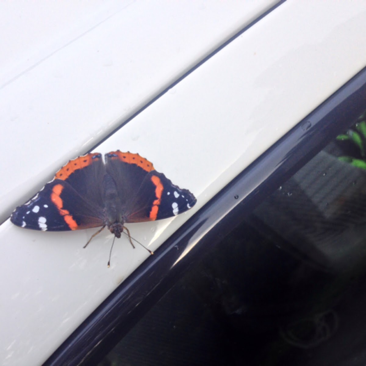 Red Admiral